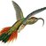 Buff-tailed Sicklebill